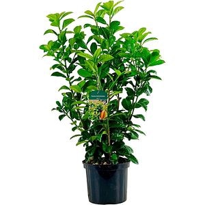 Prunus Laurocerasus Ani, H 80 cm