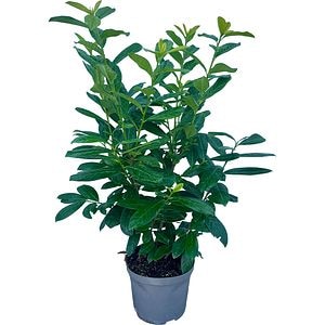 Prunus Laurocerasus Novita, H 100 cm