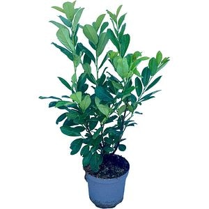 Prunus Laurocerasus Rotundifolia, H 100 cm