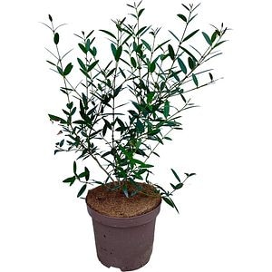 Prunus Lusitanica Angustifolia, H 60 cm