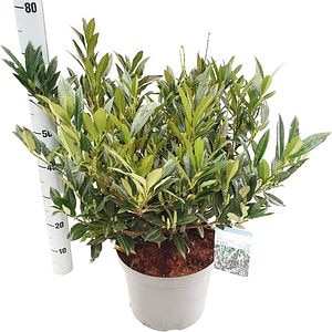 Prunus Laurocerasus Otto Luyken, H 60cm