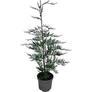 Cupressocyparis Leylandii, H 120 cm