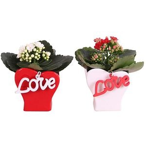 Planta Aranjament floral, D9, H15