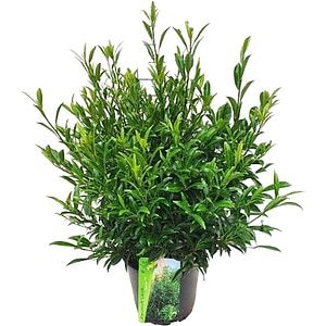 Prunus Laurocerasus Sofia, H 60cm