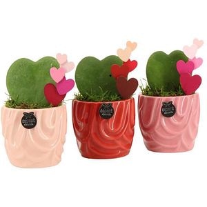 Aranjament floral, D8 cm, H 15 cm