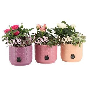 Planta Aranjament floral - Love, D10.5, H20