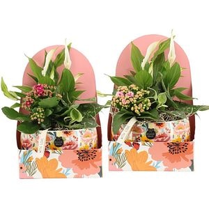 Planta Aranjament floral - Love, D17, H28
