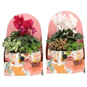 Planta Aranjament floral - Love, D17, H28