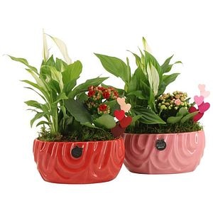 Planta Aranjament floral - Love, D17, H27