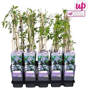 Clematis Alpina, H 70cm