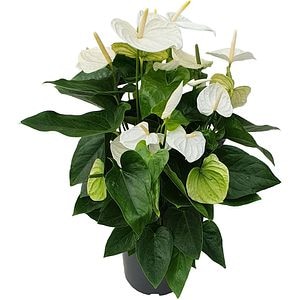 Anthurium Andr Alaska, H 75cm