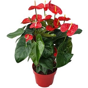 Anthurium Andr Madural, H 85cm