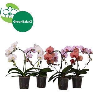 Phalaenopsis Shapes Heartz, H 50 cm
