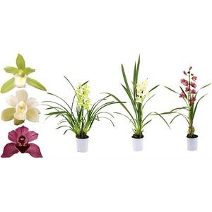 Planta Cymbidium, D9, H40