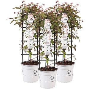 Clematis Alpina, H 175cm