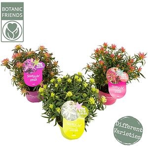 Azalea Starstyle, H 25 cm