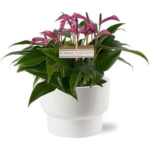 Anthurium Zizou, D17 cm, H 30 cm