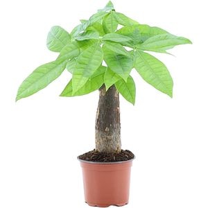 Pachira Aquatica, H 25 cm