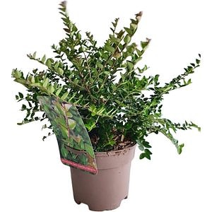 Lonicera Nitida, H 25 cm