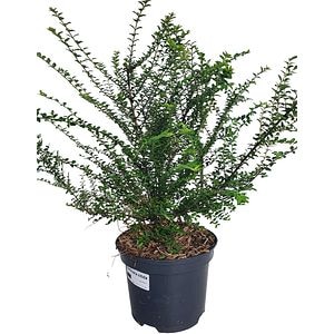 Lonicera Nitida, H 50 cm