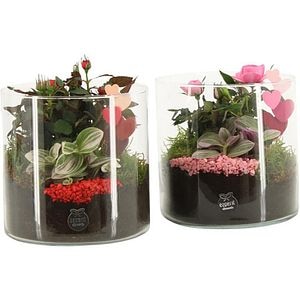 Planta Aranjament floral - Love, D15, H25