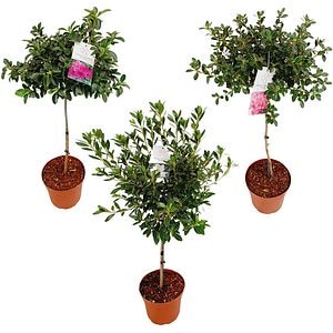 Rhododendron Stem, H 80 cm