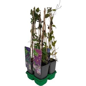 Mix Plante Agatatoare, H 70 cm