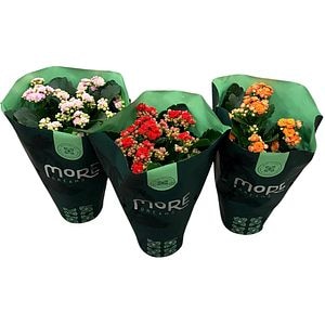 Kalanchoe Perfecta More Dreams, D12 cm, H 25 cm