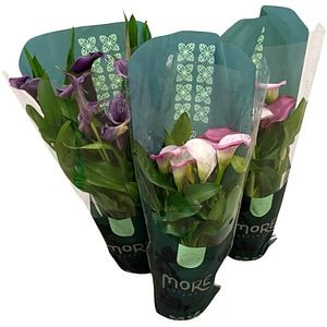 Zanthedeschia Calla More Dreams, D12 cm, H 40 cm