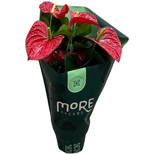 Anthurium More Dreams, D14 cm, H 50 cm