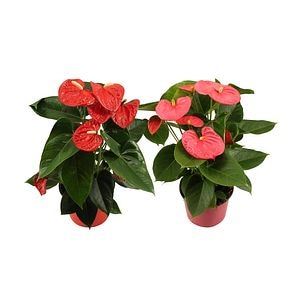 Anthurium, D14 cm, H 50 cm