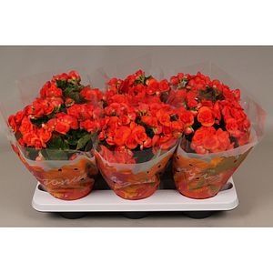 Begonia Reina, D14 cm, H 31 cm