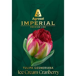 Lalea Ice Cream Cranberry IMPERIAL, 4 bulbi