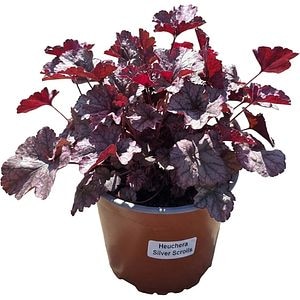 Heuchera Silver Scrolls, D 17 cm, H 25 cm