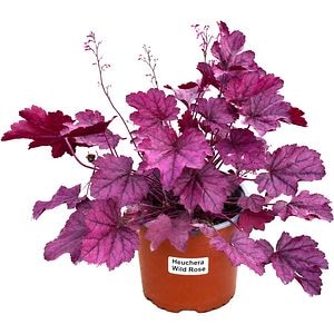 Heuchera Wild Rose, D 17 cm, H 25 cm