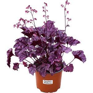 Heuchera Wildberry, D 17 cm, H 25 cm