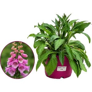 Digitalis Lucas Pink, D 19 cm, H 50 cm