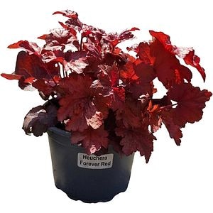 Heuchera Forever Red, D 17 cm, H 25 cm