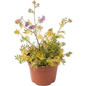 Polemonium Gold Feathers Lambrook, D 19 cm, H 30 cm