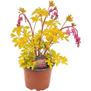 Dicentra Gold Heart, D 17 cm, H 45 cm