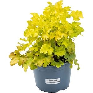 Heuchera Lime Marmalade, D 17 cm, H 25 cm