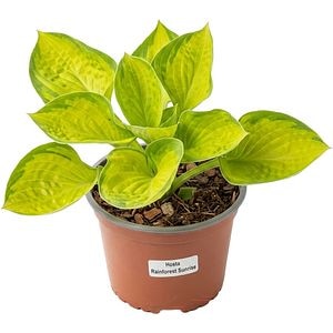 Hosta Rainforest Sunrise, D 17 cm, H 30 cm