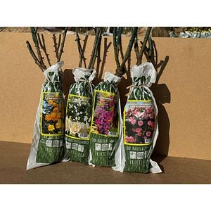 Butasi Trandafiri tip urcator