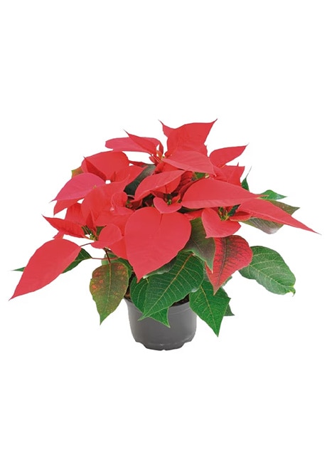 Poinsettia
